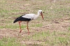 J16_1278 White Stork